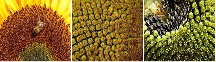 Fotos de vista cercana de flores tubulares en el girasol