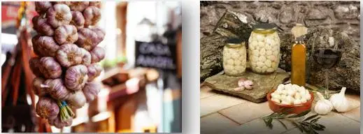 Cultivo de ajo - Foto izquierda una tira de ajos y foto derecha ajos pelados en frascos con aceite