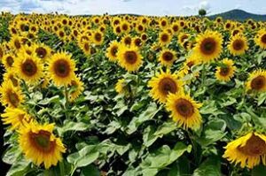 Cultivo de girasol: siembra, manejo e importancia