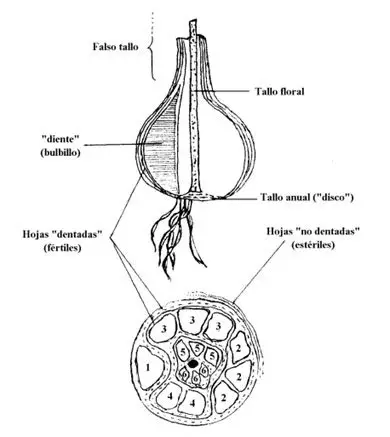 Cultivo de ajo - Imagen de un ajo y sus partes