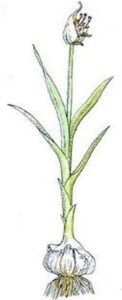Cultivo de ajo - Planta de ajo