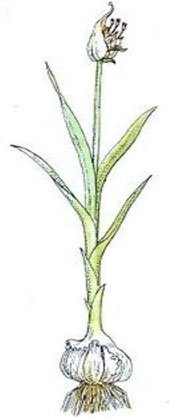 Cultivo de ajo - Dibujo de una planta de ajo