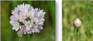 Cultivo de ajo - inflorescencia