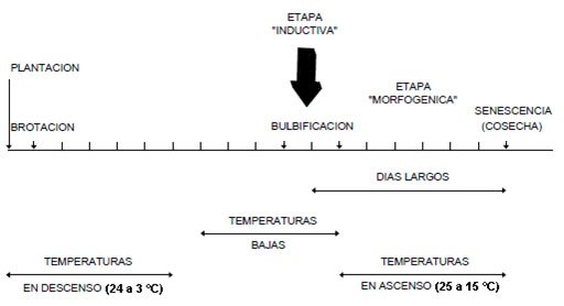 Imagen del ciclo de vida del cultivo del ajo