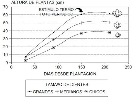 Cultivo de ajo - Grafica del estimulo termo y fotoperiodo del ajo