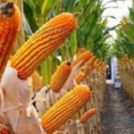 Bioeconomía - Cultivo de maíz