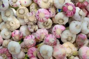 Cultivo de ajo - Ajos
