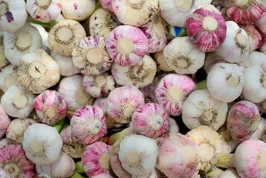 Cultivo de ajo - Muchas cabezas de ajo