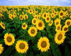 Cultivo de girasol
