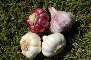 Cultivo de ajo - Ajos