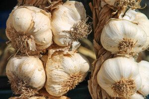 Cultivo de ajo