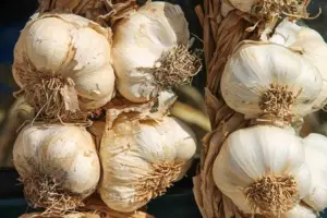 Cultivo de ajo