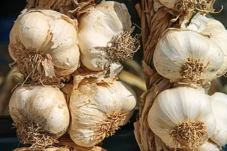 Cultivo de ajo - Cabezas de ajo