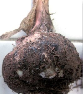 Cultivo de ajo - Enfermedades del ajo