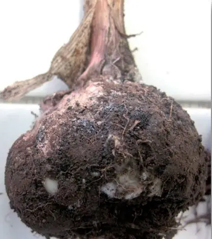 Cultivo de ajo - Una cabeza de ajo podrida y negra