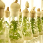 Bioeconomía - Vegetación in vitro