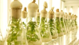Bioeconomía - Vegetación in vitro