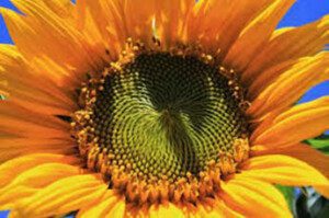 Girasol