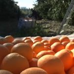 Bioeconomía - Cultivo de naranja