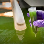 Bioeconomía - Uso de microalgas