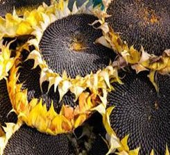 Flores de girasol con centro negro y petalos amarillos 