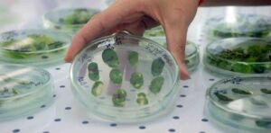 Bioeconomía - cultivos in vitro