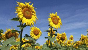 Cultivo de girasol