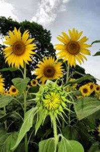 Cultivo de girasol