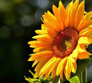 Girasol