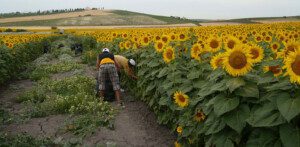Cultivo de girasol