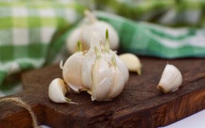 Cultivo de ajo