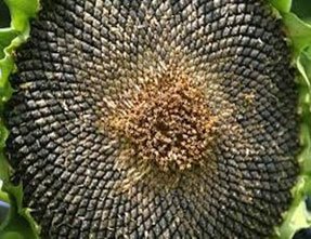 flor de girasol con semillas negras en su interior