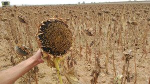 Cosecha del girasol