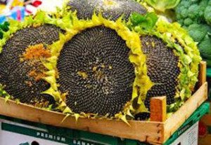 Cosecha del girasol