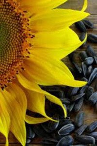 Semillas y flor del girasol