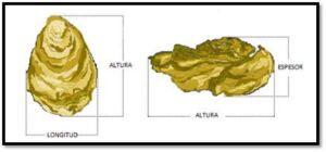 La ostra - técnica de cultivo