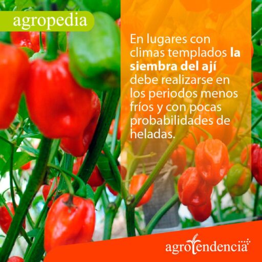 Cultivo de ají - Ajíes de diferentes colores en la planta