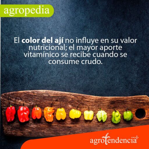 Cultivo de ají - Ajíes de diferentes colores