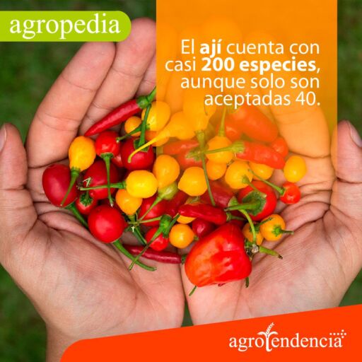 Cultivo de ají - Palmas de manos con ajís de diferentes formas y colores