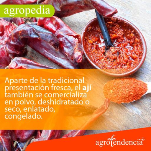 Cultivo de ají - Pasta de ají en recipiente redondo