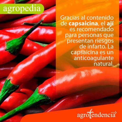 Cultivo de ají - Pimientos largo de color rojo intenso