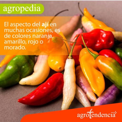Cultivo de ají - Ajís de diferentes colores