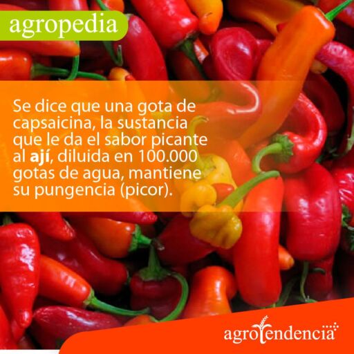 Cultivo de ají - Ajís color rojo intenso