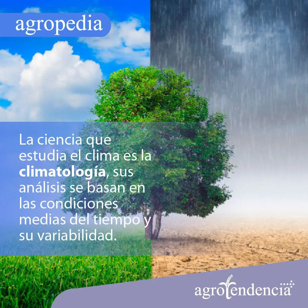 Clima agricultura y siembra - Climatología en una foto de un árbol dividido con dos fondos el izquierdo con pasto verde y dia claro y en la derecha el suelo seco y agrietado y con cielo nublado y lloviendo