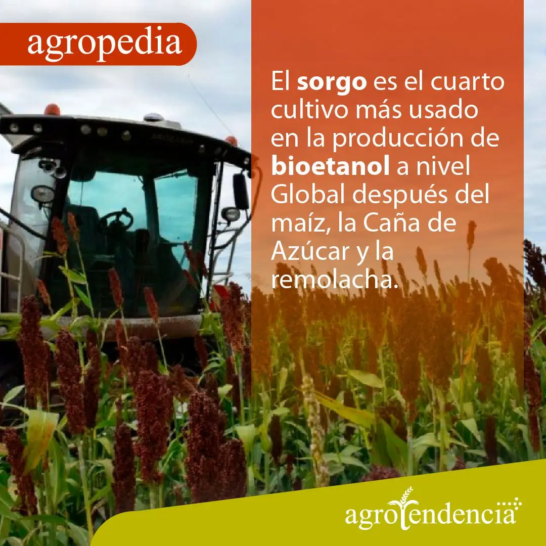 Cultivo de sorgo - Una tractor dentro de un cultivo de sorgo