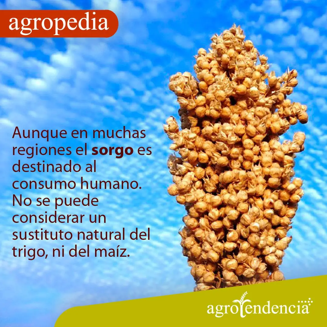 Cultivo de sorgo - Panoja de sorgo
