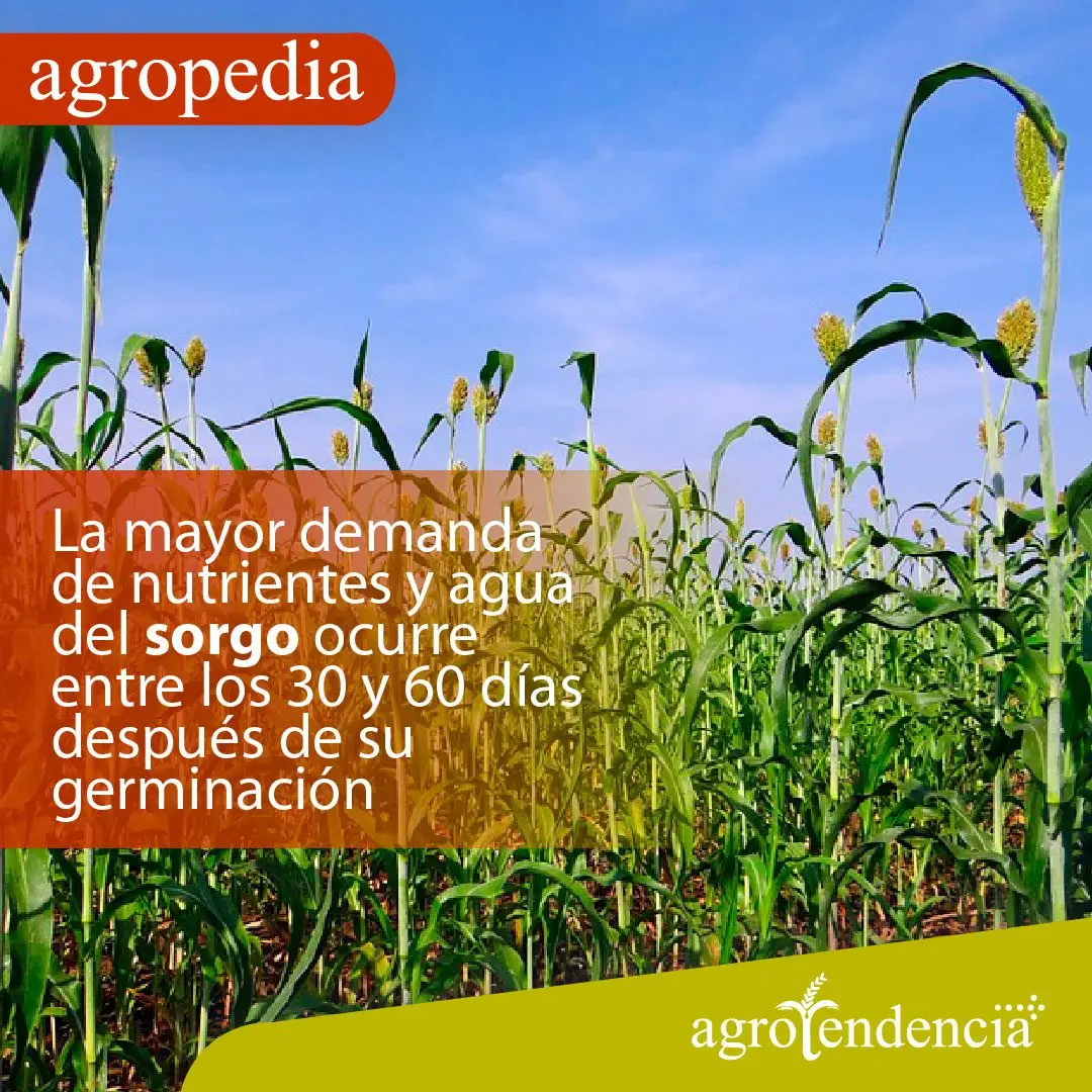 Cultivo de sorgo - Una plantación de sorgo