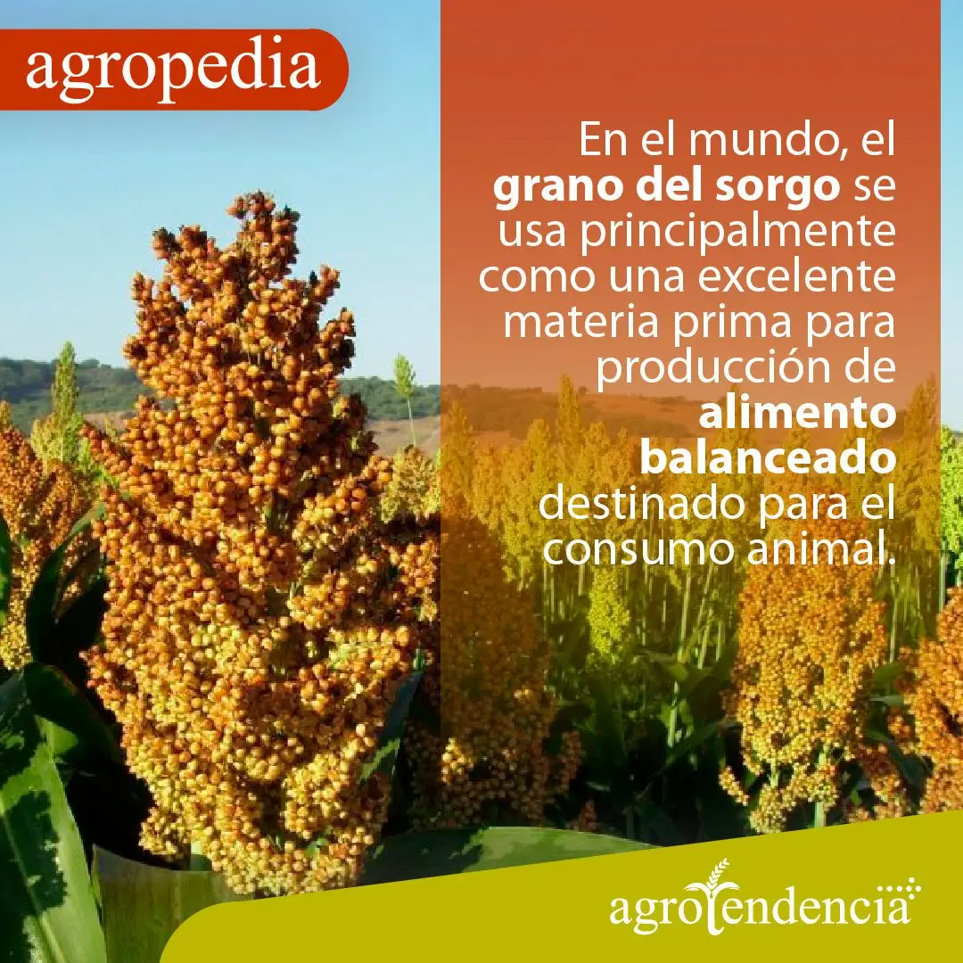 Cultivo de sorgo - Vista de cercas de panojas de sorgo