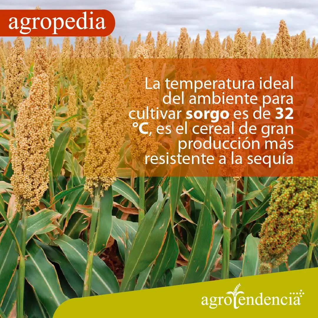 Cultivo de sorgo - Panículas de sorgo