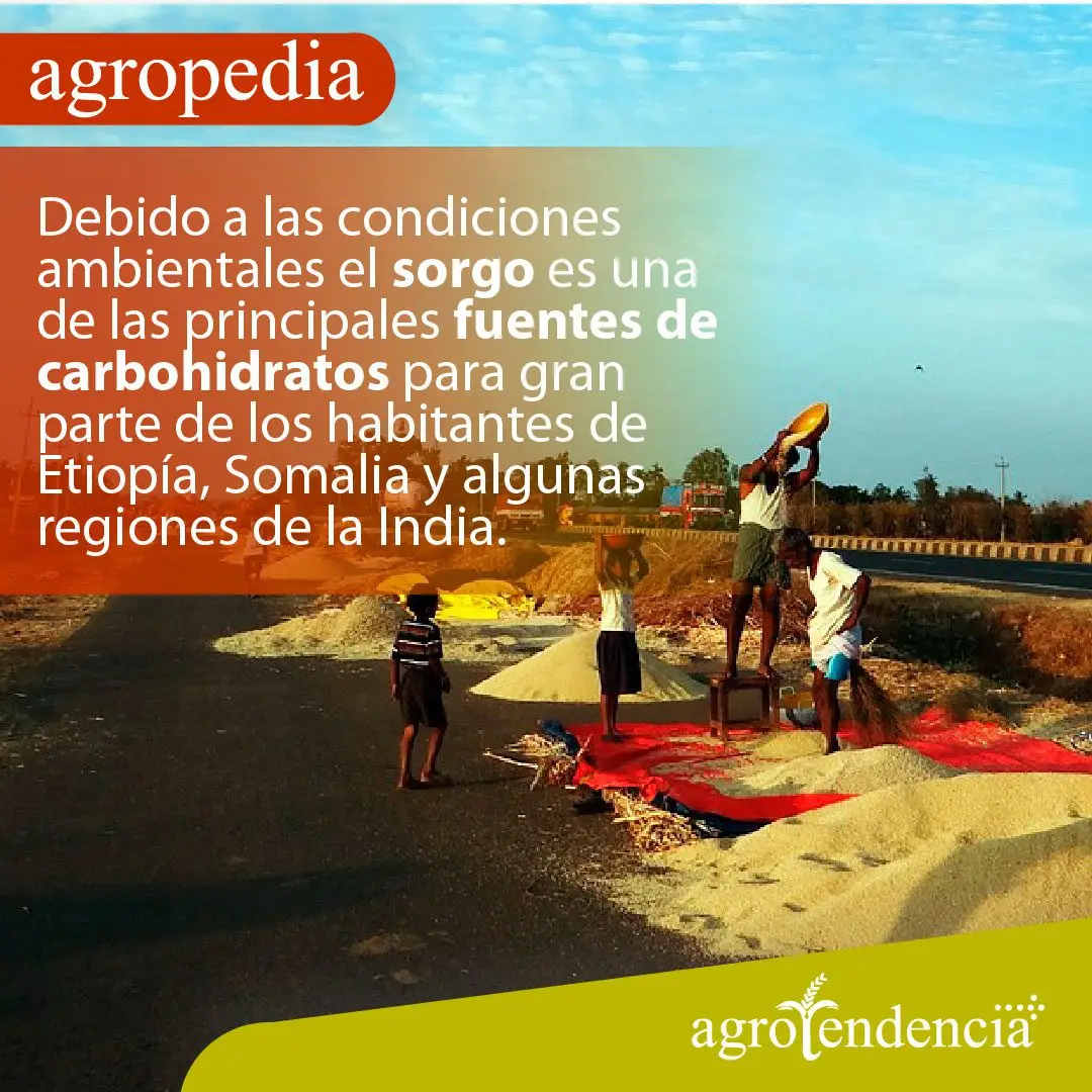 Cultivo de sorgo - Personas limpiando y desgranando sorgo